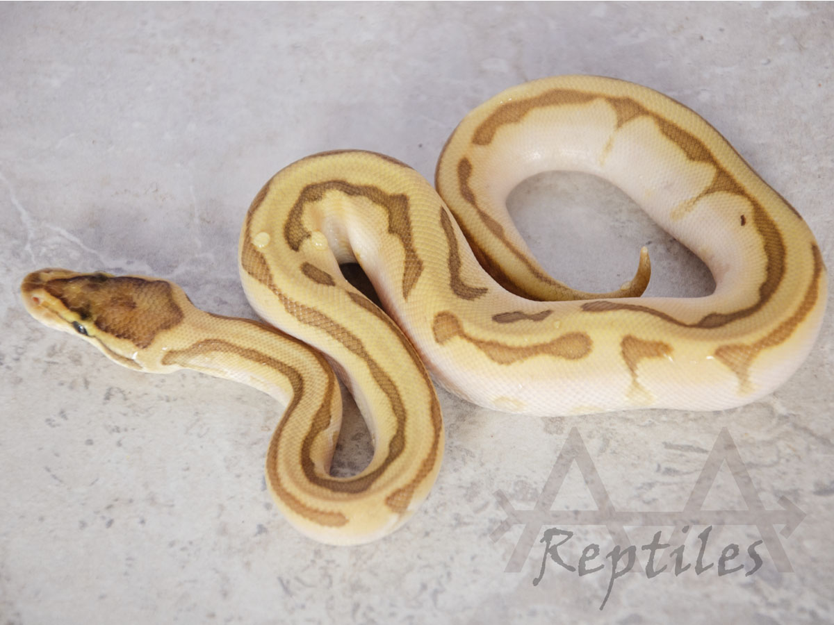 Calico Enchi Leopard Lesser Pinstripe