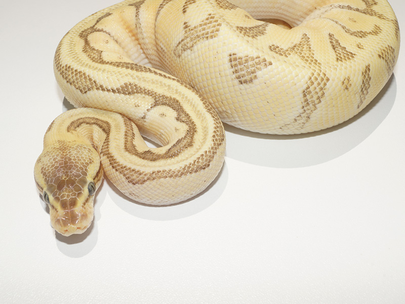 Calico Enchi Lesser Pastel Pinstripe