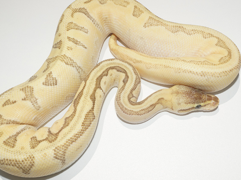 Calico Enchi Lesser Pastel Pinstripe