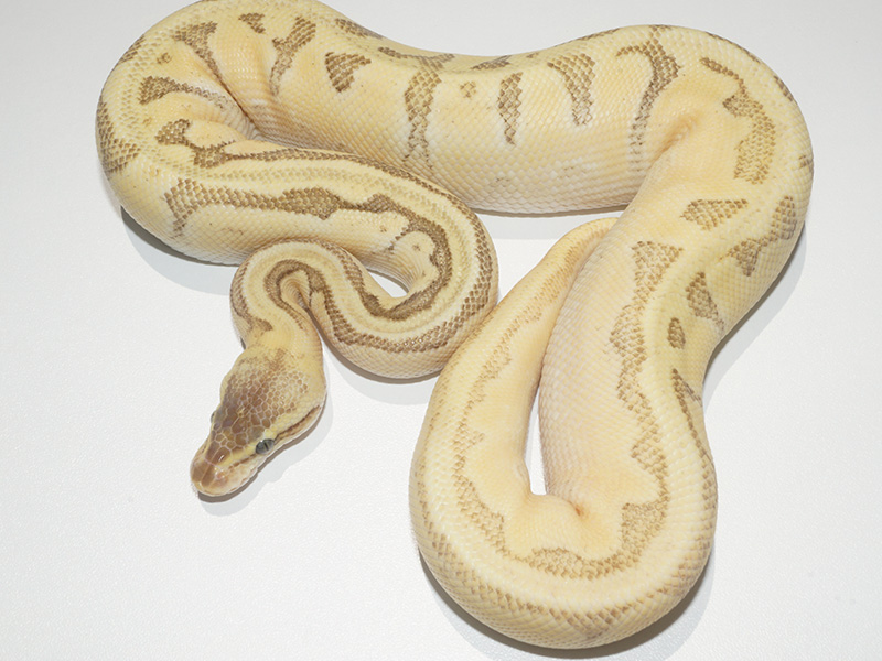 Calico Enchi Lesser Pastel Pinstripe