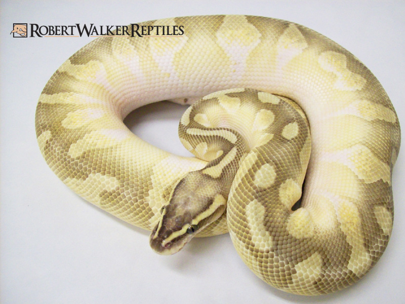 Calico Enchi Lesser Super Pastel