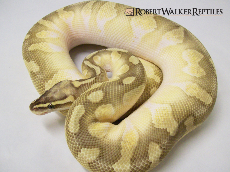 Calico Enchi Lesser Super Pastel