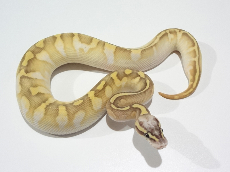 Calico Enchi Lesser Super Pastel