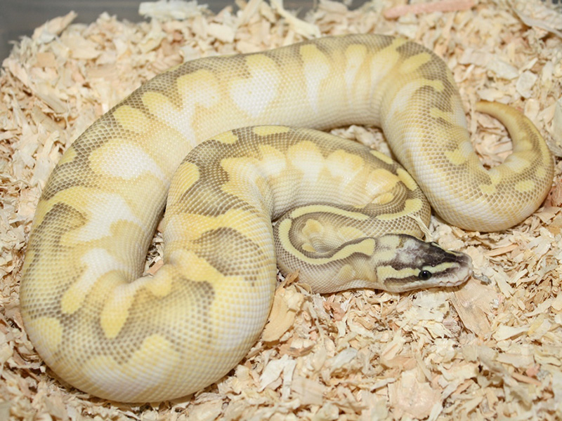 Calico Enchi Lesser Super Pastel