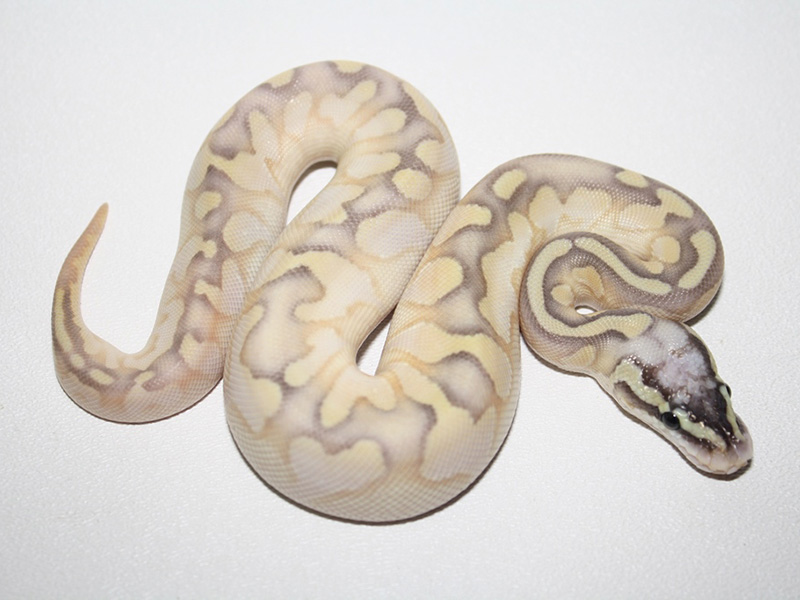 Calico Enchi Lesser Super Pastel