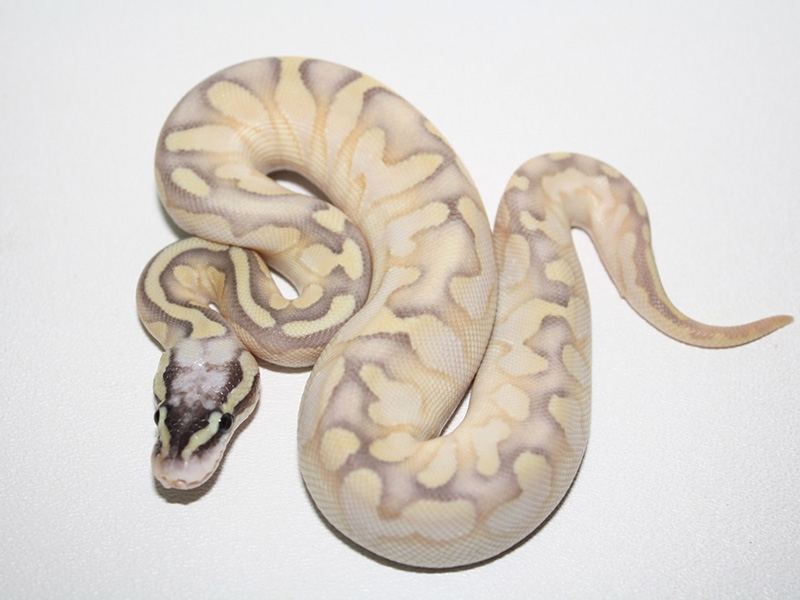 Calico Enchi Lesser Super Pastel