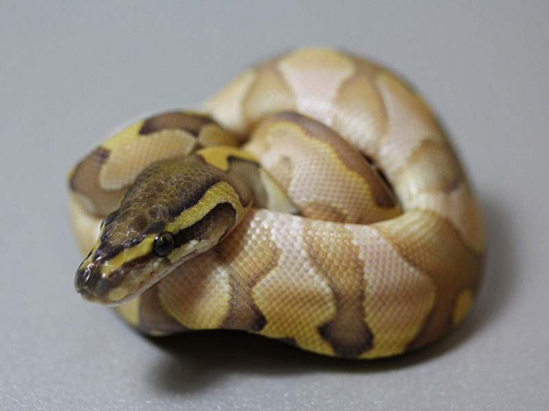 Calico Enchi Lesser