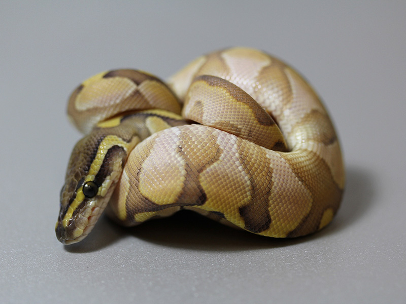 Calico Enchi Lesser