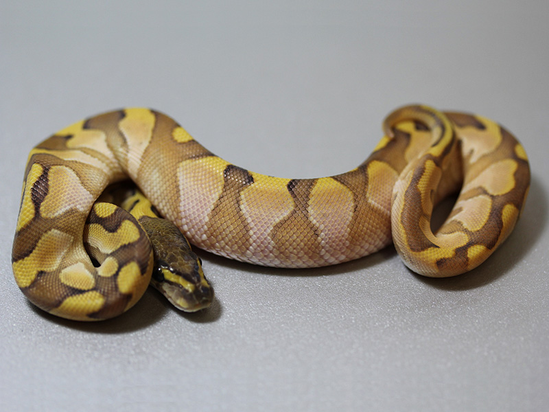 Calico Enchi Lesser