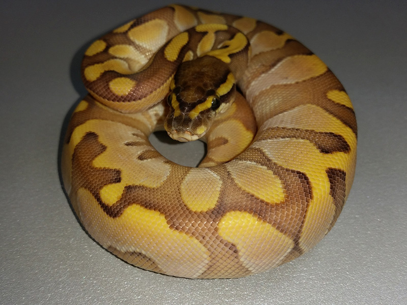 Calico Enchi Lesser