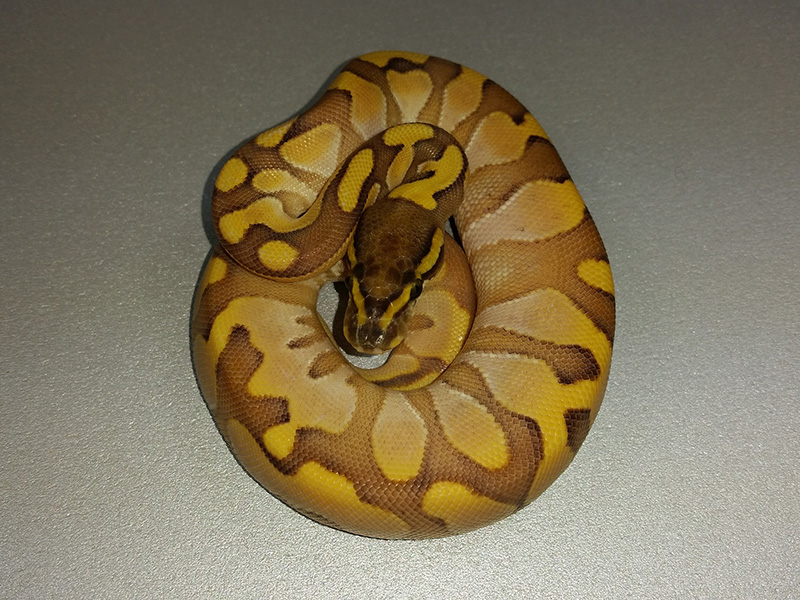 Calico Enchi Lesser