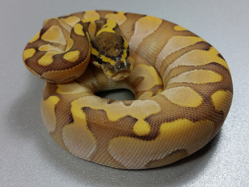 Calico Enchi Lesser