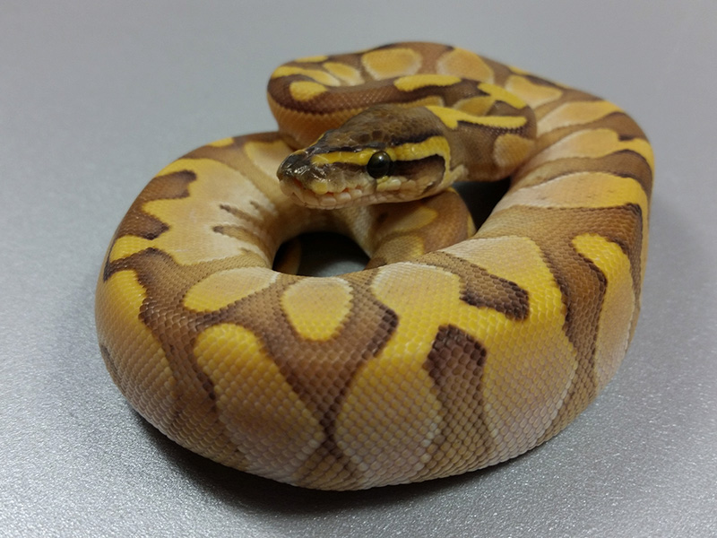 Calico Enchi Lesser