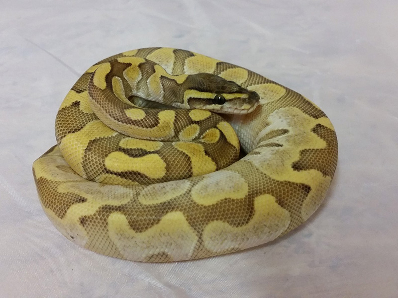 Calico Enchi Lesser