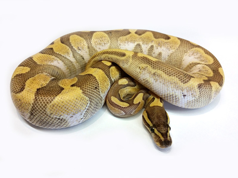 Calico Enchi Lesser