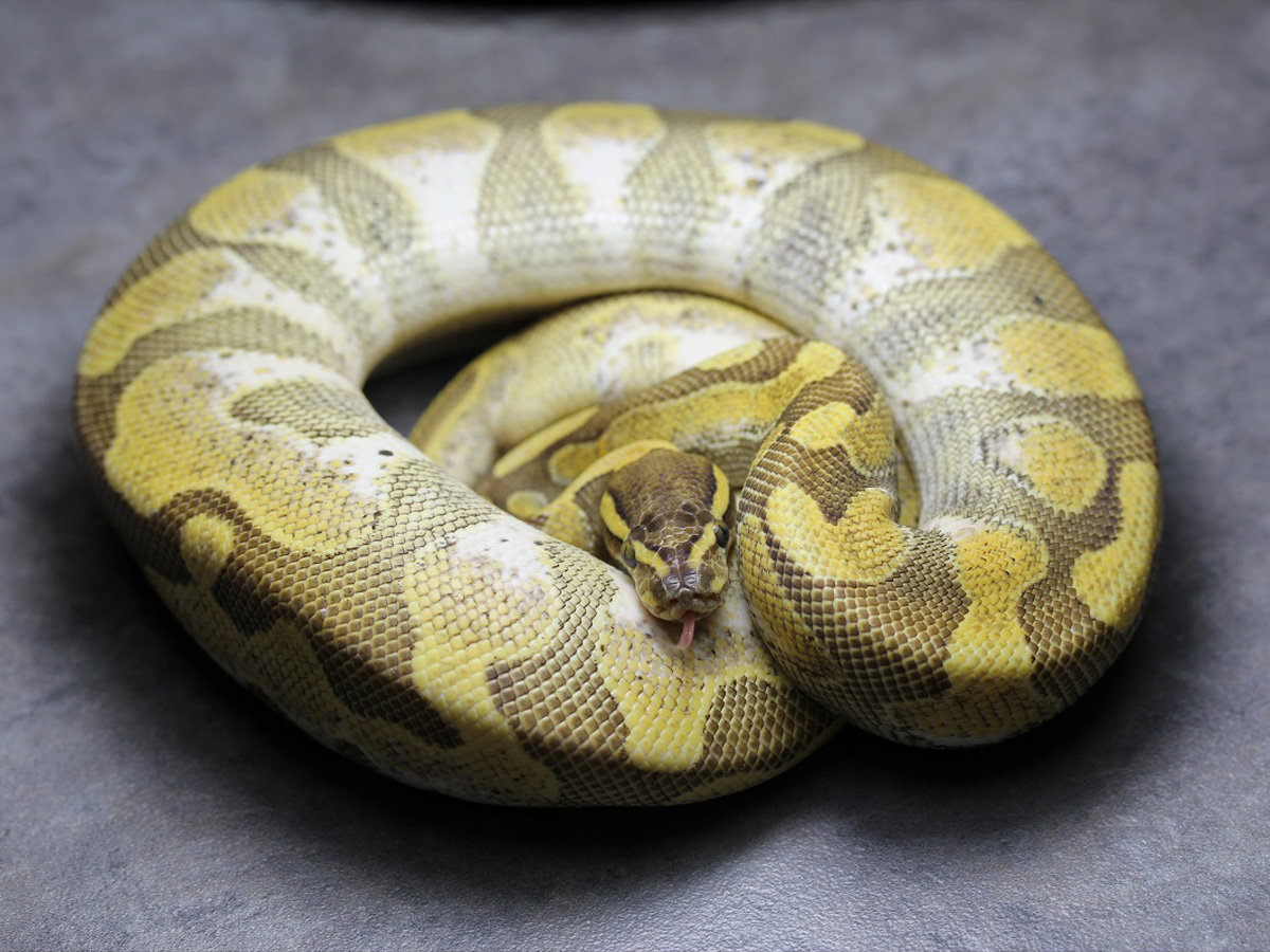 Calico Enchi Lesser