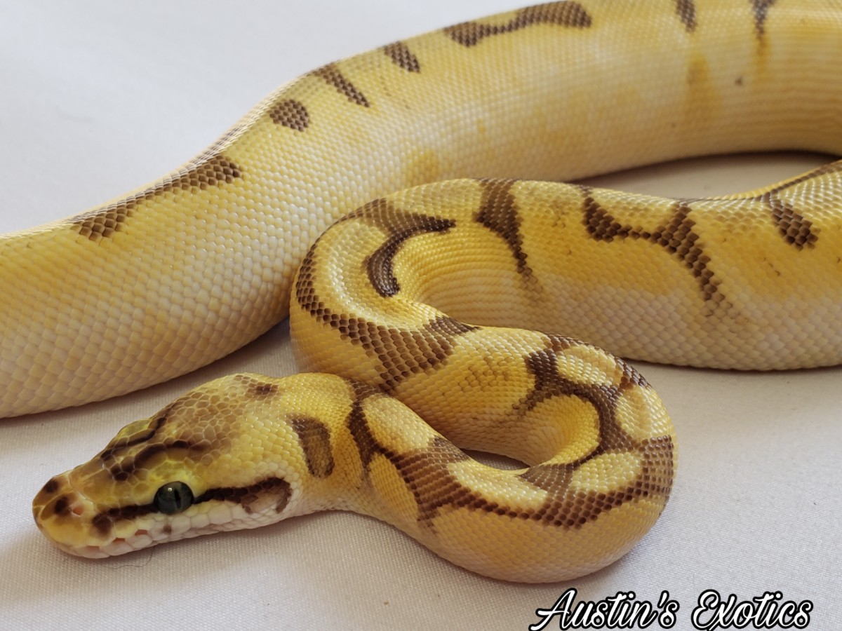 Calico Enchi Mojave Pastel Spider