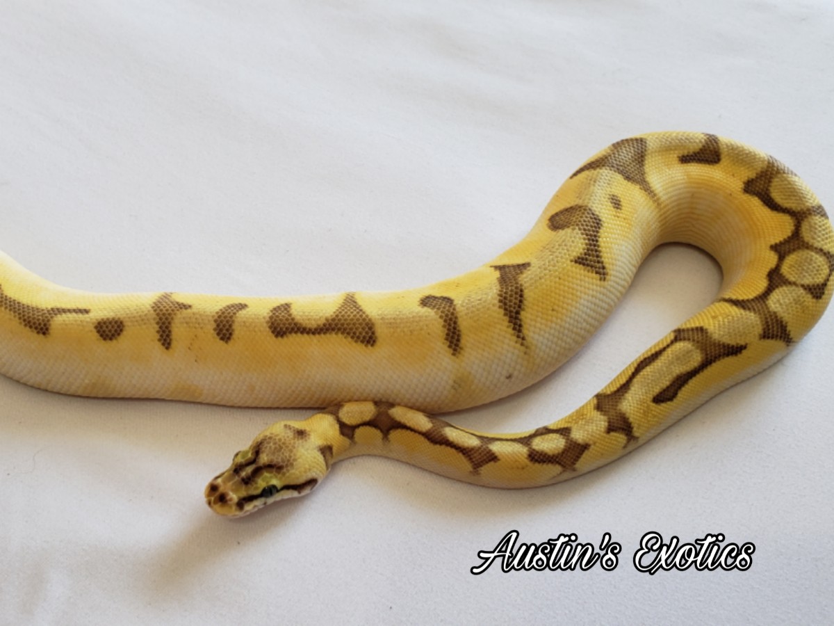 Calico Enchi Mojave Pastel Spider