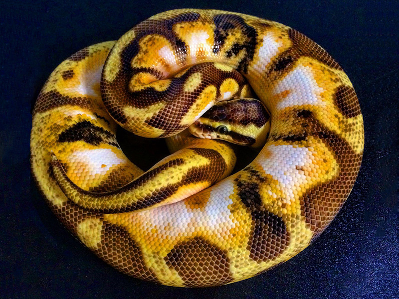 Calico Enchi Orange Dream Pastel