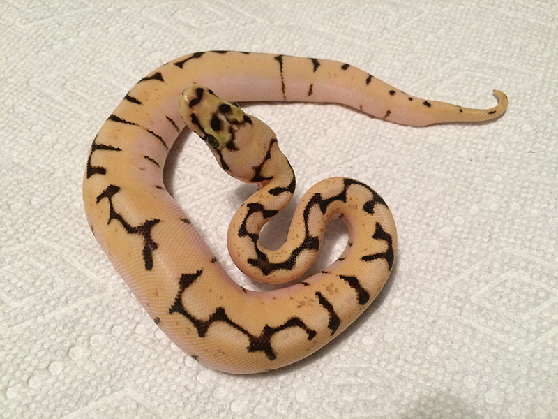 Calico Enchi Pastel Spider