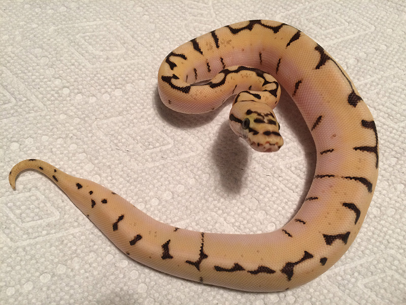 Calico Enchi Pastel Spider