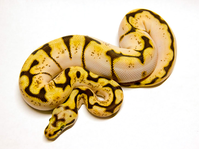 Calico Enchi Pastel Spider