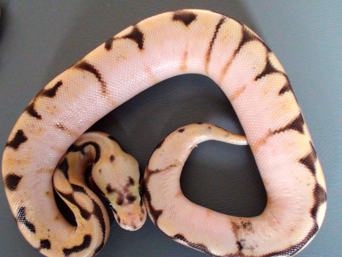 Calico Enchi Pastel Spider