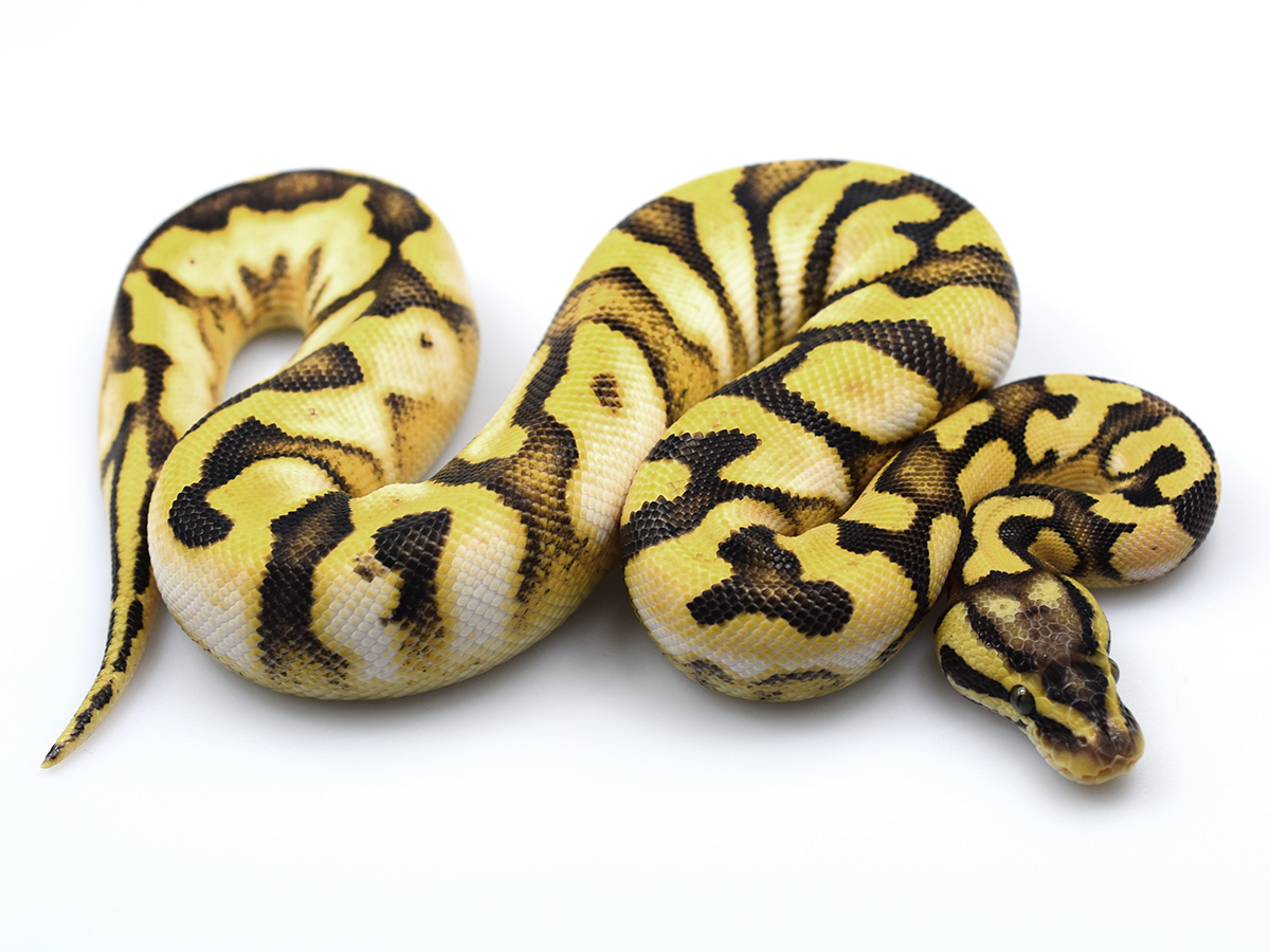 Calico Enchi Pastel Vanilla Yellow Belly