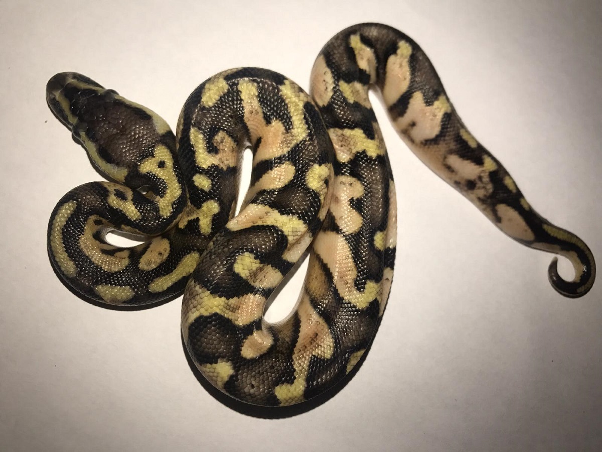 Calico Enchi Pastel Yellow Belly