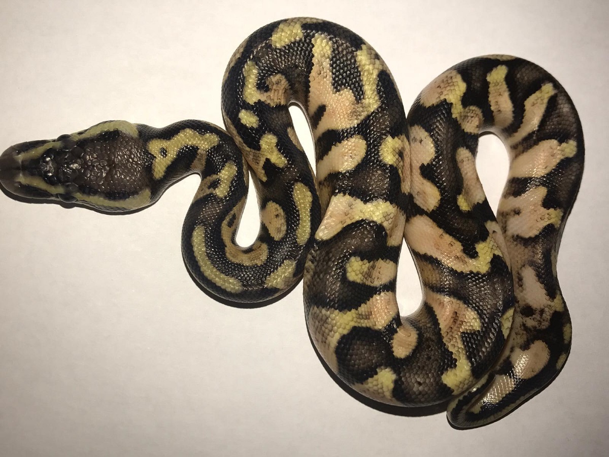 Calico Enchi Pastel Yellow Belly