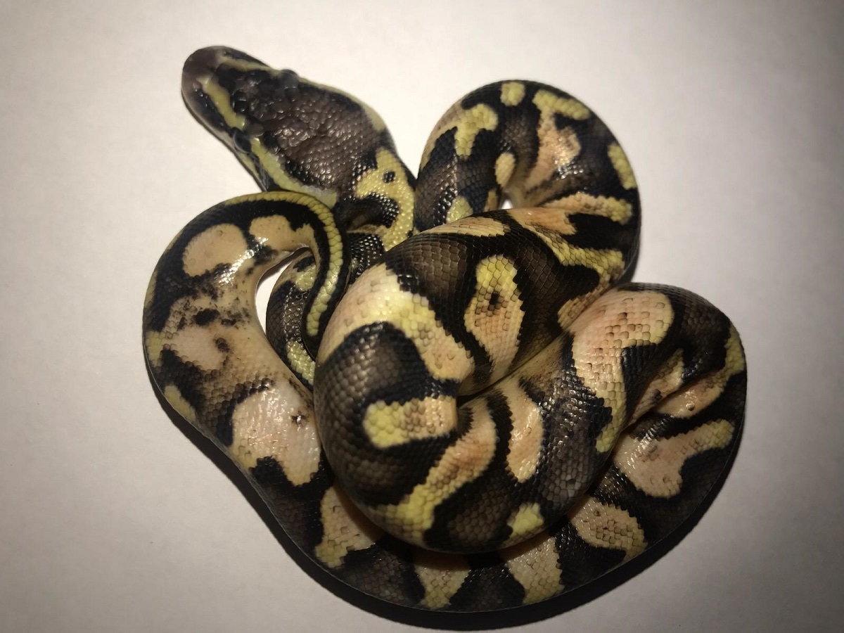 Calico Enchi Pastel Yellow Belly