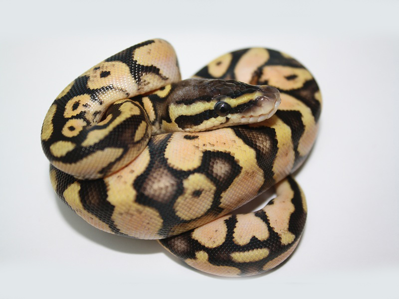 Calico Enchi Pastel