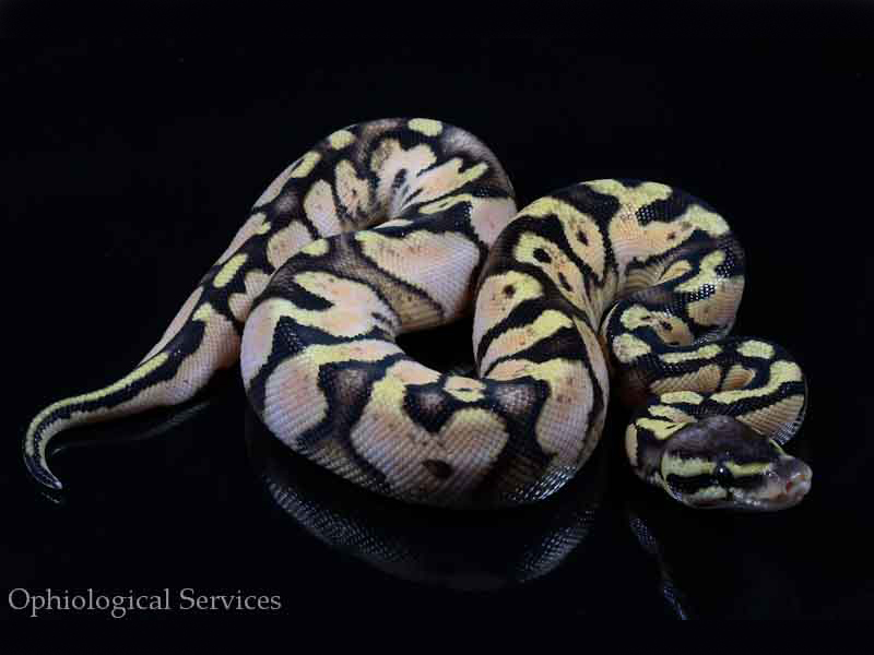 Calico Enchi Pastel