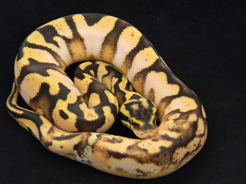 Calico Enchi Pastel