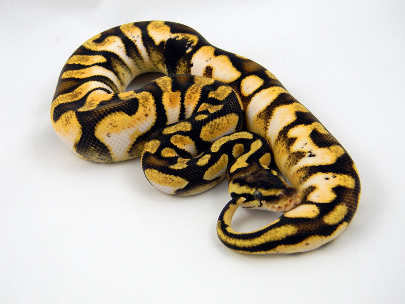 Calico Enchi Pastel