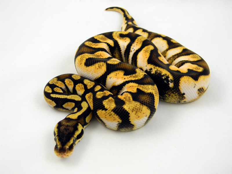 Calico Enchi Pastel