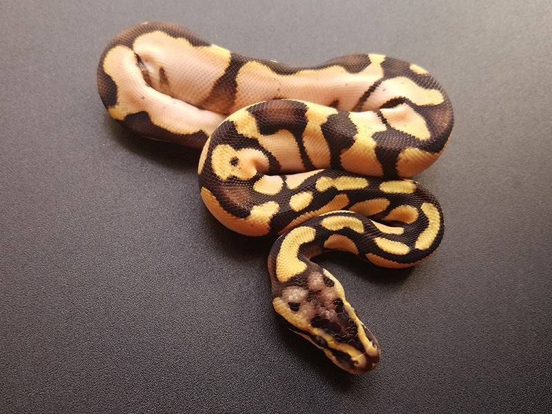 Calico Enchi Pastel