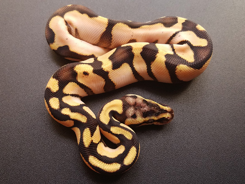 Calico Enchi Pastel