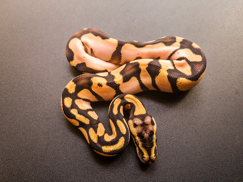 Calico Enchi Pastel