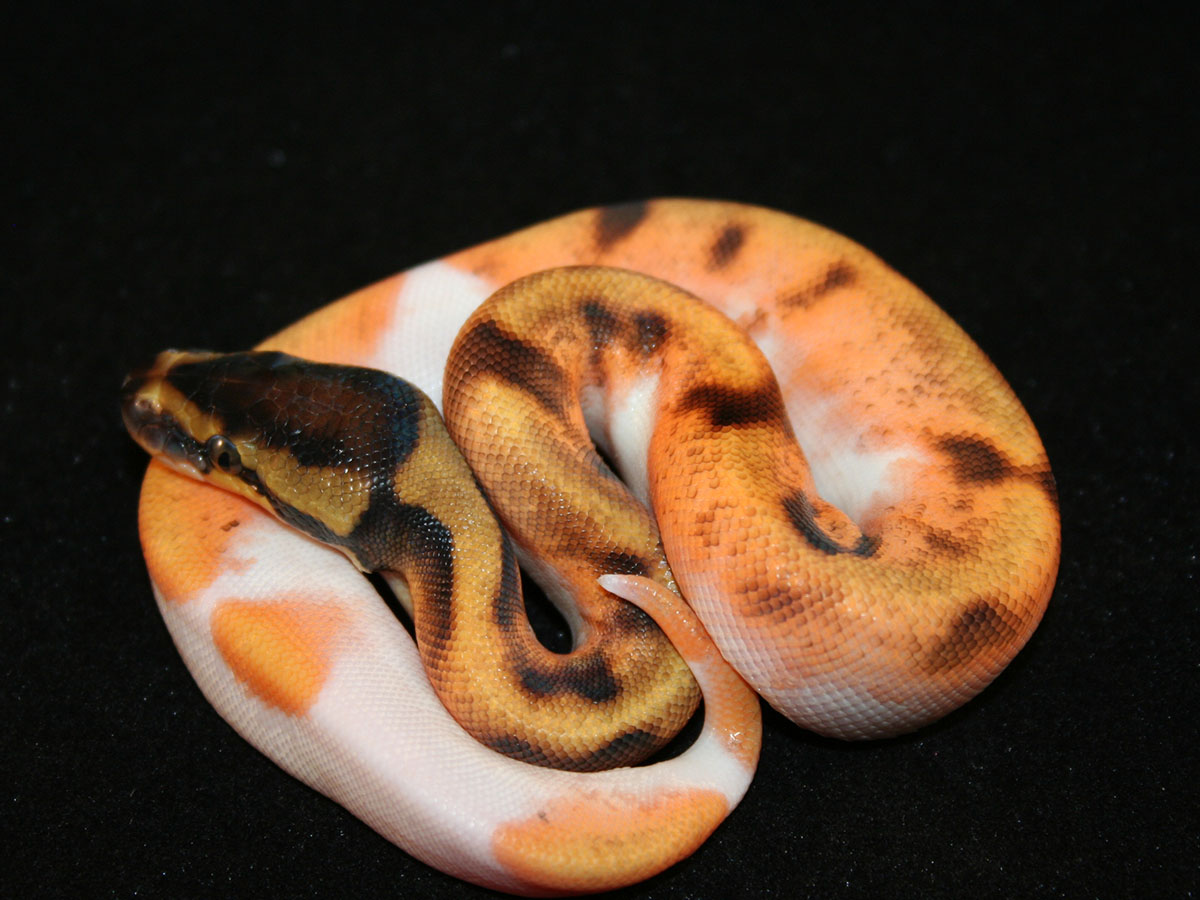 Calico Enchi Piebald