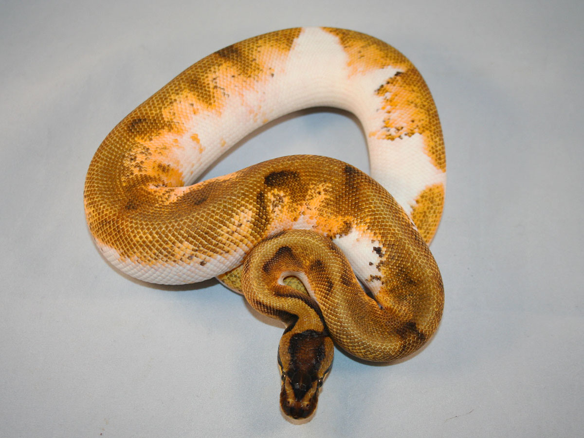 Calico Enchi Piebald