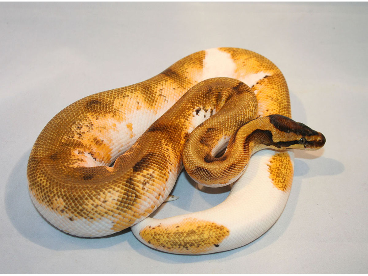 Calico Enchi Piebald