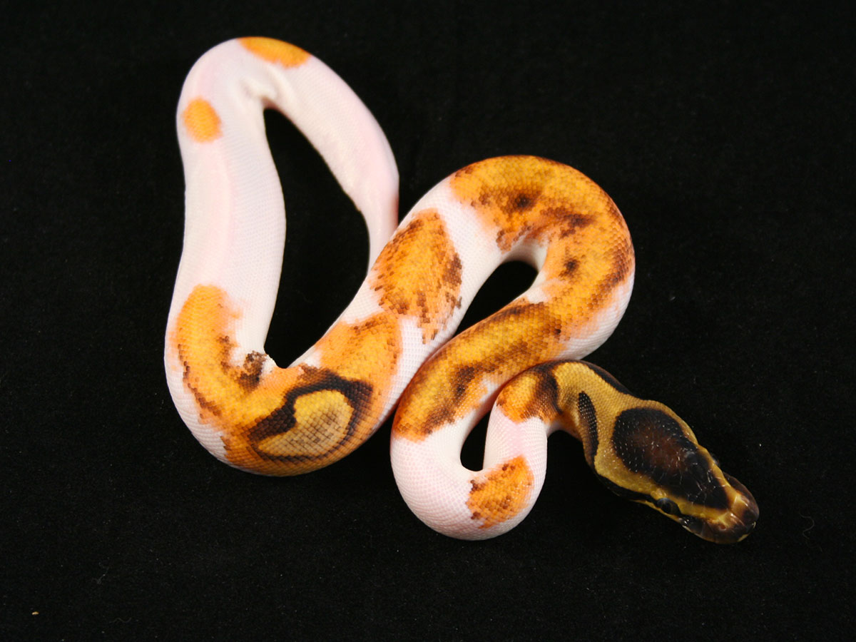 Calico Enchi Piebald