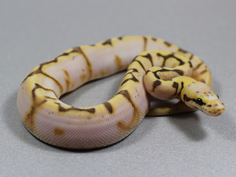 Calico Enchi Spider Super Pastel