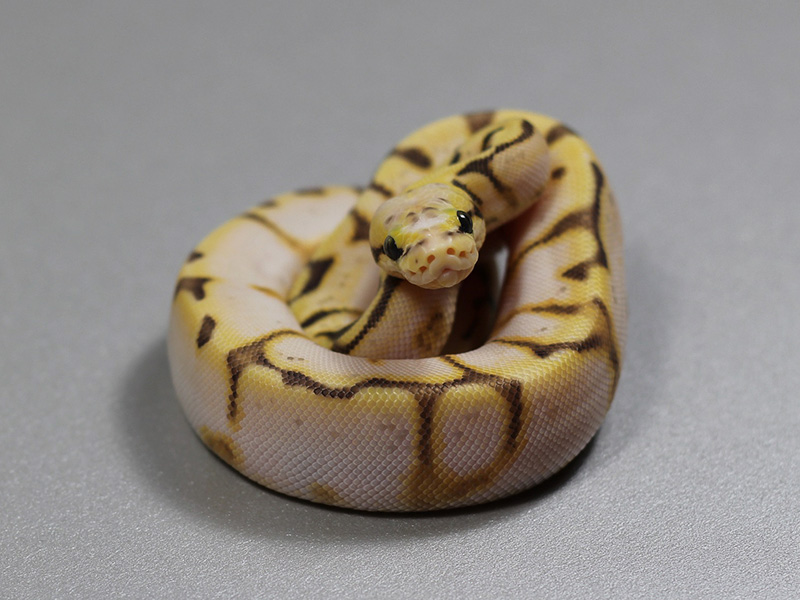 Calico Enchi Spider Super Pastel