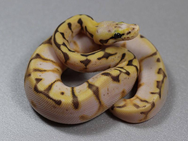 Calico Enchi Spider Super Pastel