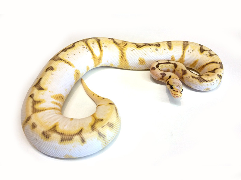 Calico Enchi Spider Super Pastel