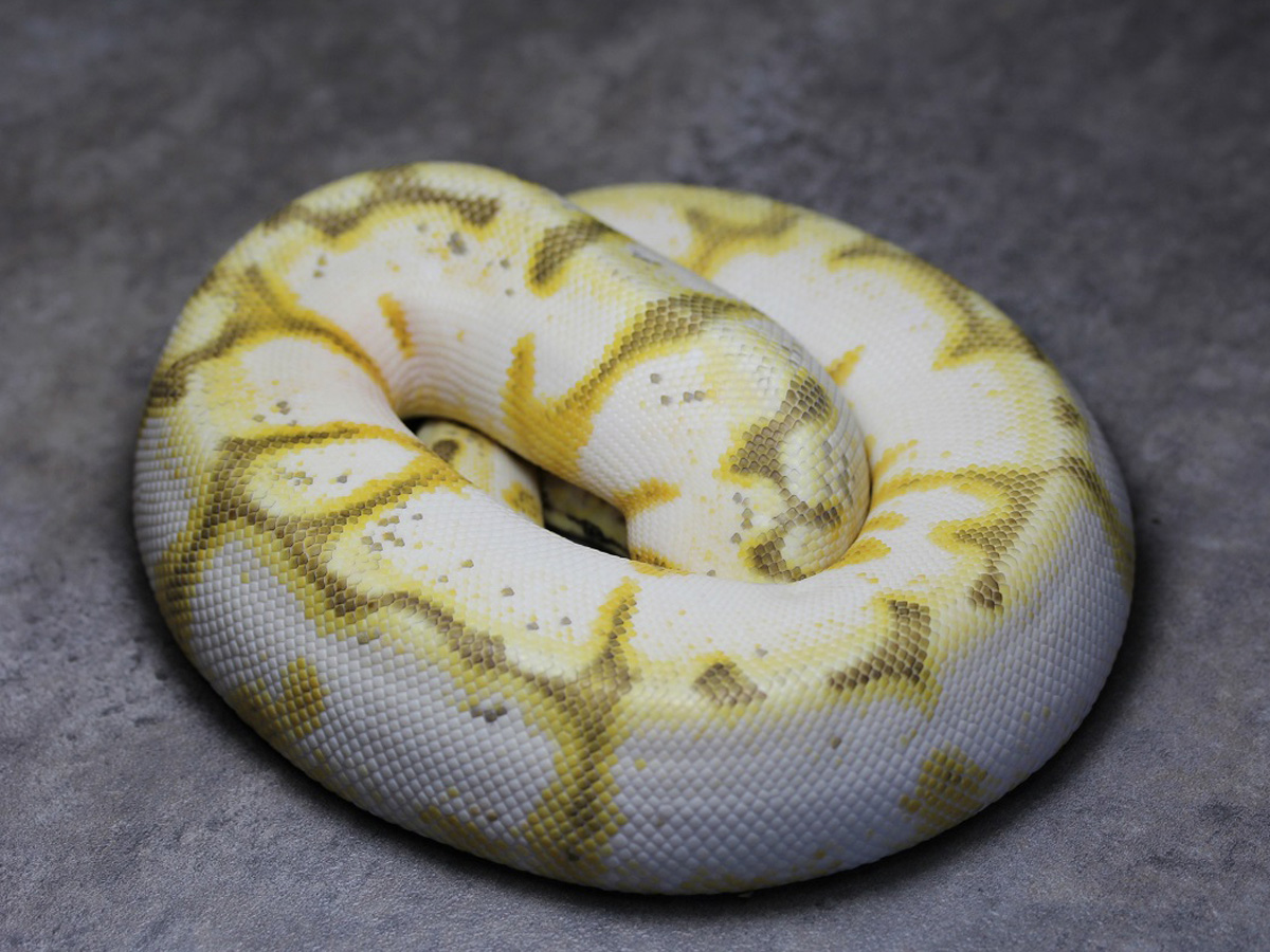 Calico Enchi Spider Super Pastel