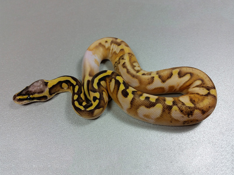 Calico Enchi Super Pastel