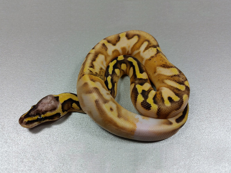 Calico Enchi Super Pastel